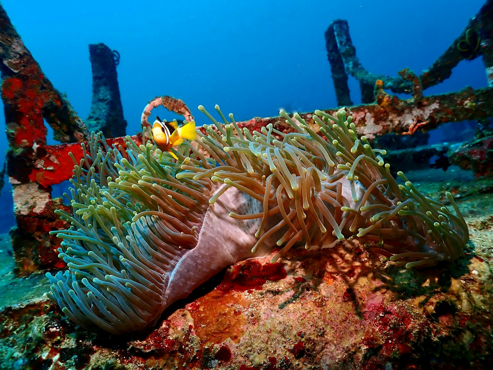 Snorkelen bij Pigeon Island (schildpadden & rifhaaien)