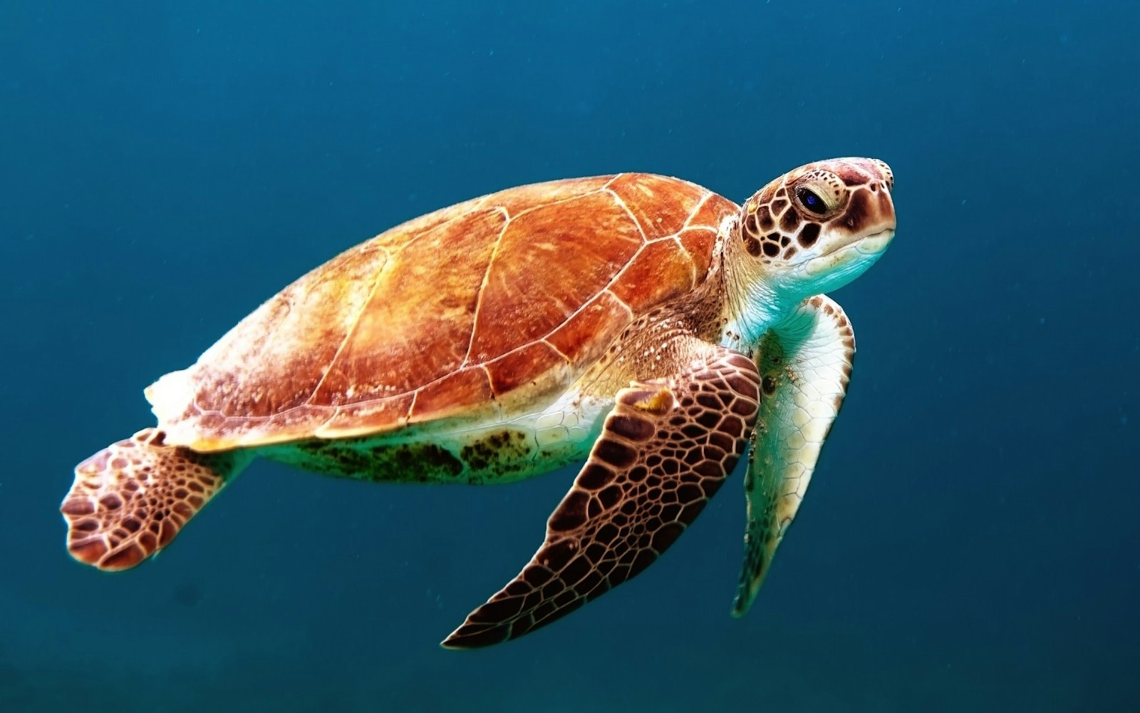 Zeeschildpadden in augustus — de eerlijke oostkustversie
