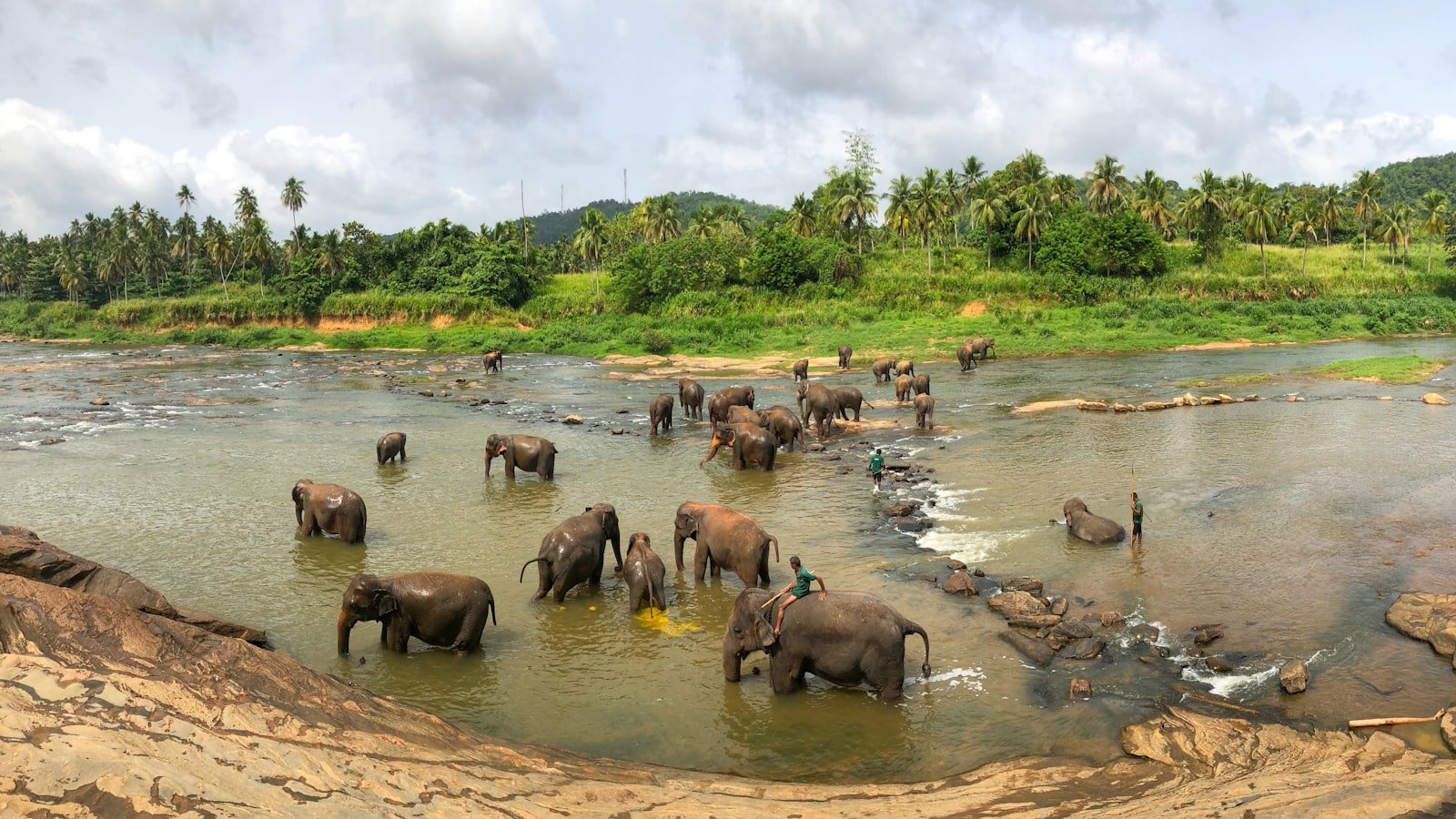 Kudde olifanten bij het water in Sri Lanka