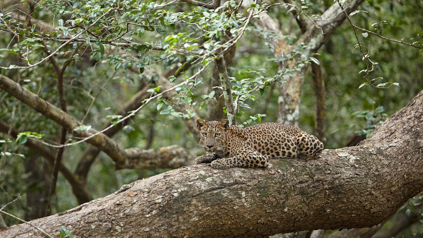 Jeepsafari in Kumana National Park