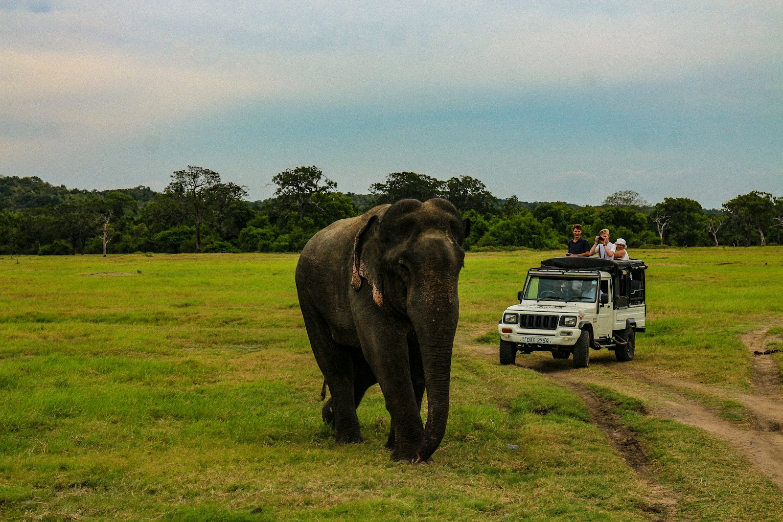 Safarijeep met bezoekers vlak bij een wilde olifant in groen grasland