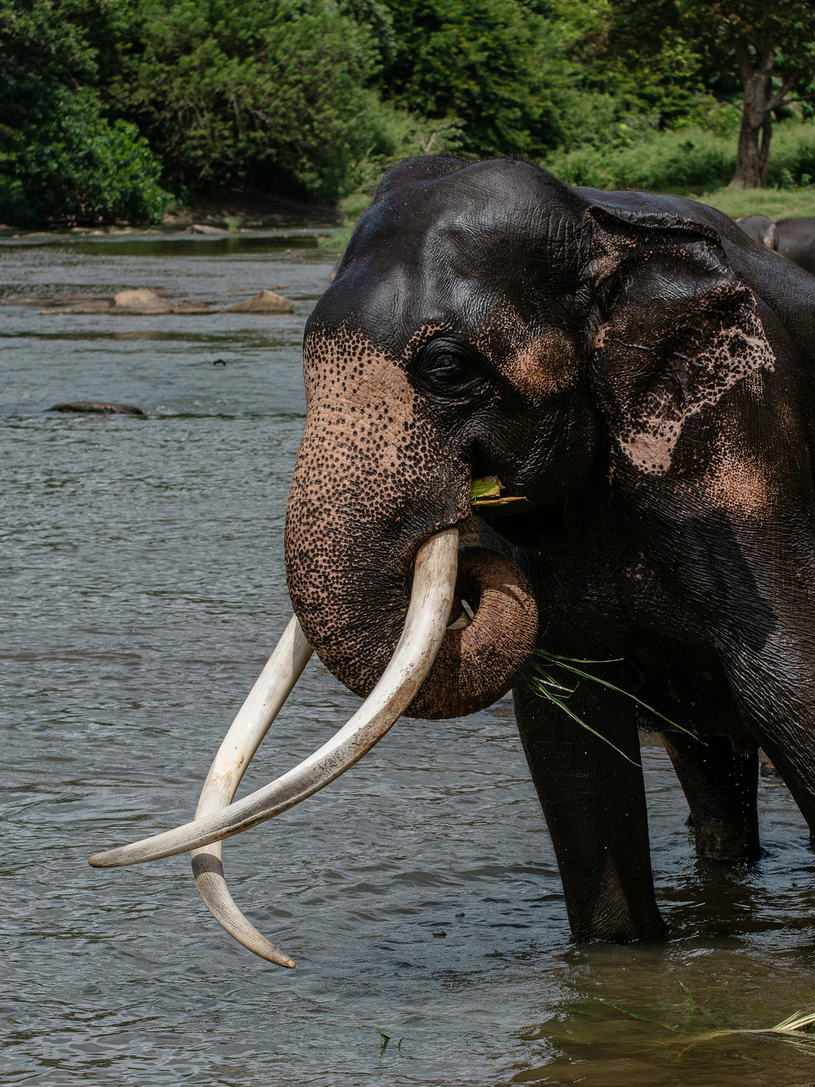 Eenzame olifant met slagtanden in een stuwmeer, weerspiegeld in het water